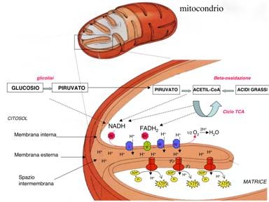 immagini respirazione cellulare